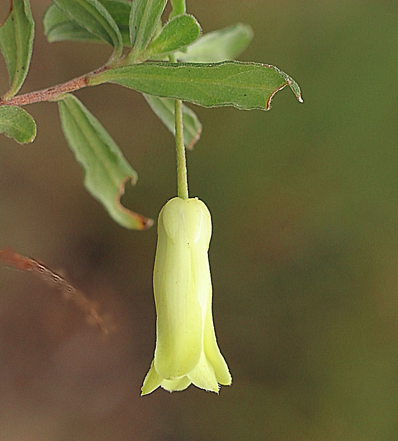 Apple Berry - Billardiera uniflora  Australia,Billardiera,Billardiera uniflora,Eamw flora,Geotagged,Spring