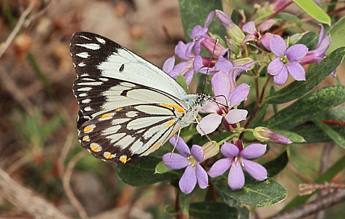Caper white - Belenois java Feeding on sweet apple berry flowers (Billardiera cymosa) Australia,Belenois java,Caper white,Eamw butterflies,Geotagged,Spring
