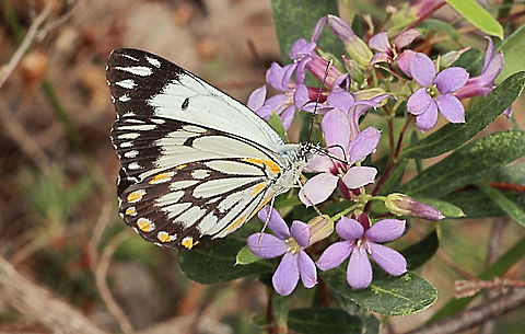Caper white - Belenois java Feeding on sweet apple berry flowers (Billardiera cymosa) Australia,Belenois java,Caper white,Eamw butterflies,Geotagged,Spring