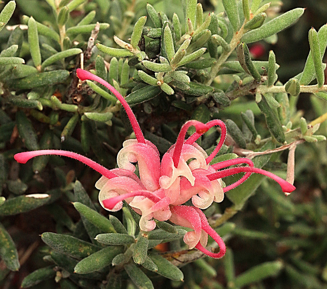 Lavender grevillea - Grevillea lavandulacea  Australia,Eamw flora,Geotagged,Grevillea lavandulacea,Lavender grevillea,Spring