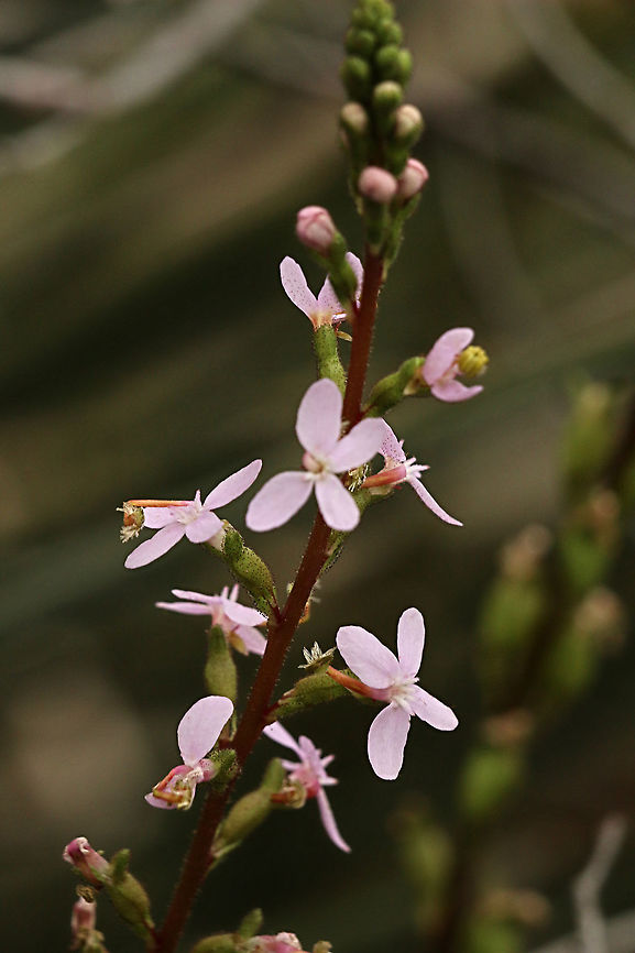 Trigger plant- Stylidium ameria A very variable plant in coloration. Alwise fascinating to touch the trigger and see it flip very fast to the centre of the bloom. It takes some time for the trigger to move back into its normal position. Australia,Eamw flora,Geotagged,Spring,Stylidium armeria