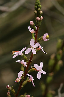 Trigger plant- Stylidium ameria A very variable plant in coloration. Alwise fascinating to touch the trigger and see it flip very fast to the centre of the bloom. It takes some time for the trigger to move back into its normal position. Australia,Eamw flora,Geotagged,Spring,Stylidium armeria