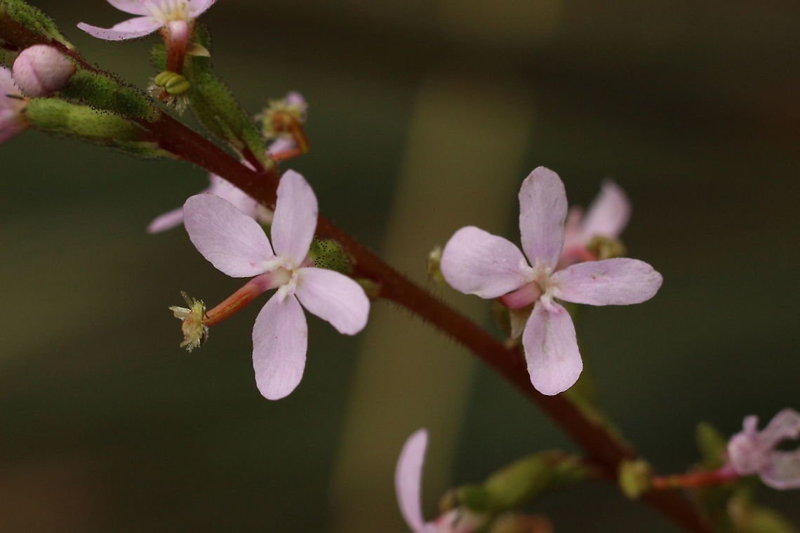 Trigger plant- Stylidium armeria The trigger in the upright position. Australia,Eamw flora,Geotagged,Spring,Stylidium armeria