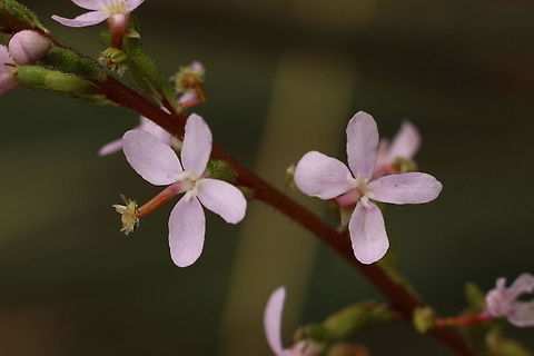 Trigger plant- Stylidium armeria The trigger in the upright position. Australia,Eamw flora,Geotagged,Spring,Stylidium armeria
