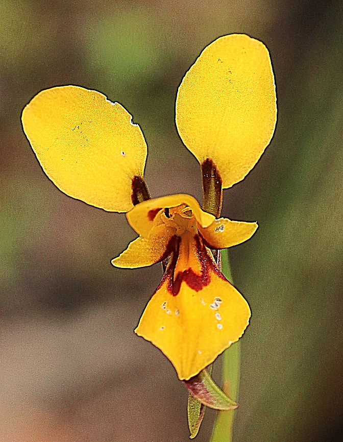 Late donkey orchid - Diuris emarginata  Australia,Diuris emarginata,Eamw flora,Eamw orchids,Geotagged,Late donkey orchid,Spring