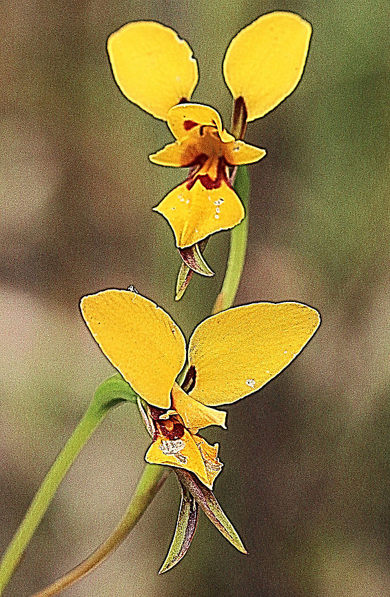 Late donkey orchid - Diuris emarginata  Australia,Diuris emarginata,Eamw flora,Eamw orchids,Geotagged,Late donkey orchid,Mount Billy Conservation Park,Spring