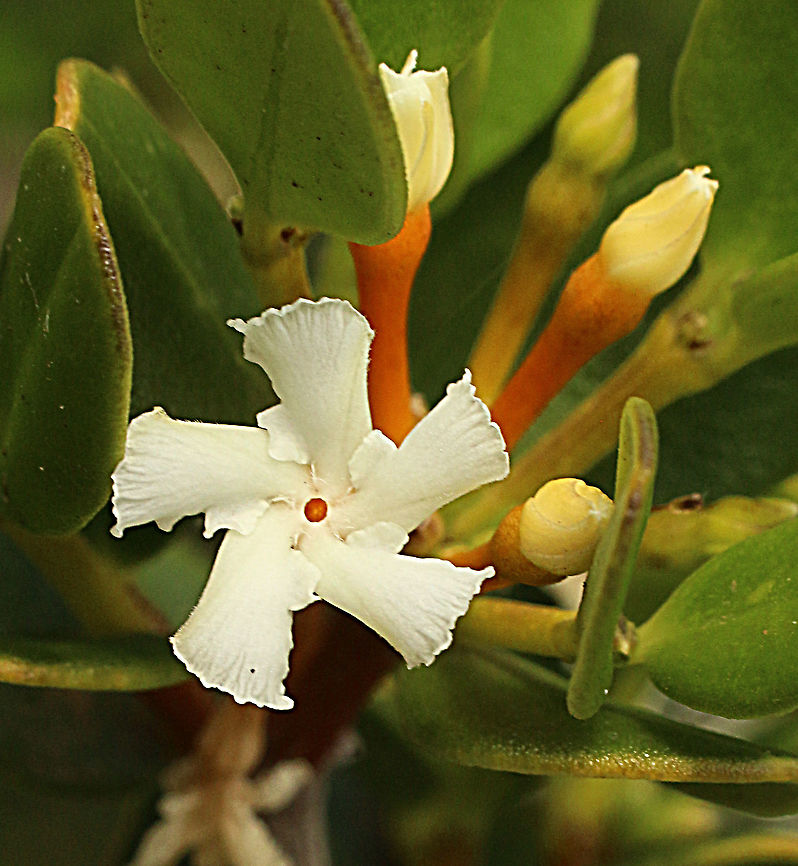 Sea box or dysentery bush - Alyxia buxifolia A bit of an unusual petal design. Alexia buxifolia,Alyxia buxifolia,Australia,Eamw flora,Geotagged,Spring