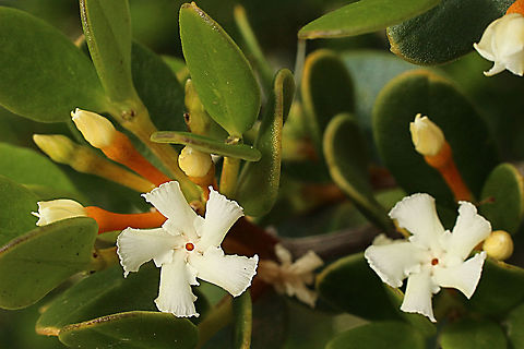 Sea box or dysentery bush - Alyxia buxifolia I could not find any info on why it is called dysentery bush, Alexia buxifolia,Alyxia buxifolia,Australia,Eamw flora,Geotagged,Spring