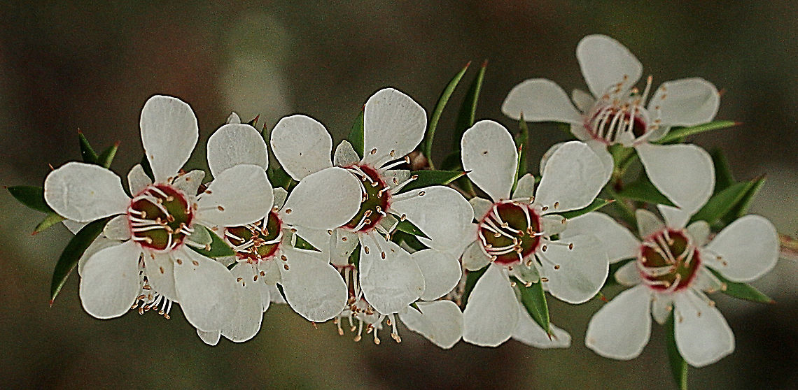 Manuka myrtle- Leptospermum scoparium  Australia,Geotagged,Leptospermum scoparium,New Zealand teatree,Springeamw flora