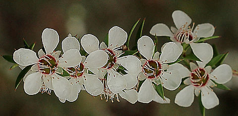 Manuka myrtle- Leptospermum scoparium  Australia,Geotagged,Leptospermum scoparium,New Zealand teatree,Springeamw flora