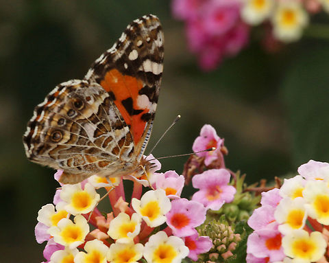Painted lady - Vanessa kershawi  Australia,Australian painted lady,Eamw butterflies,Geotagged,Spring,Vanessa (Cynthia) kershawi
