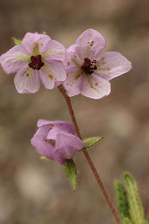 Thomasia petalocalyx  Australia,Eamw flora,Geotagged,Spring,Thomasia petalocalyx