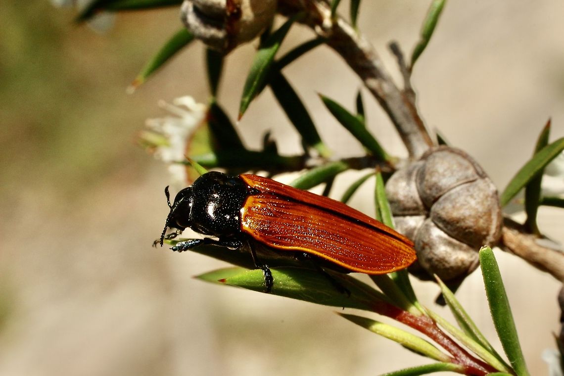 Castiarina rufipennis Found feeding on Leptospermum flowers . <br />
Renamed by INaturalist from C. erythroptera to C. rufipennis. Australia,Castiarina erythroptera,Castiarina nasuta,Eamw beetles,Geotagged,Spring