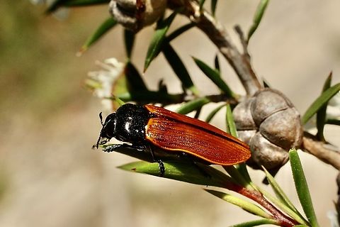 Castiarina rufipennis Found feeding on Leptospermum flowers . 
Renamed by INaturalist from C. erythroptera to C. rufipennis. Australia,Castiarina erythroptera,Castiarina nasuta,Eamw beetles,Geotagged,Spring