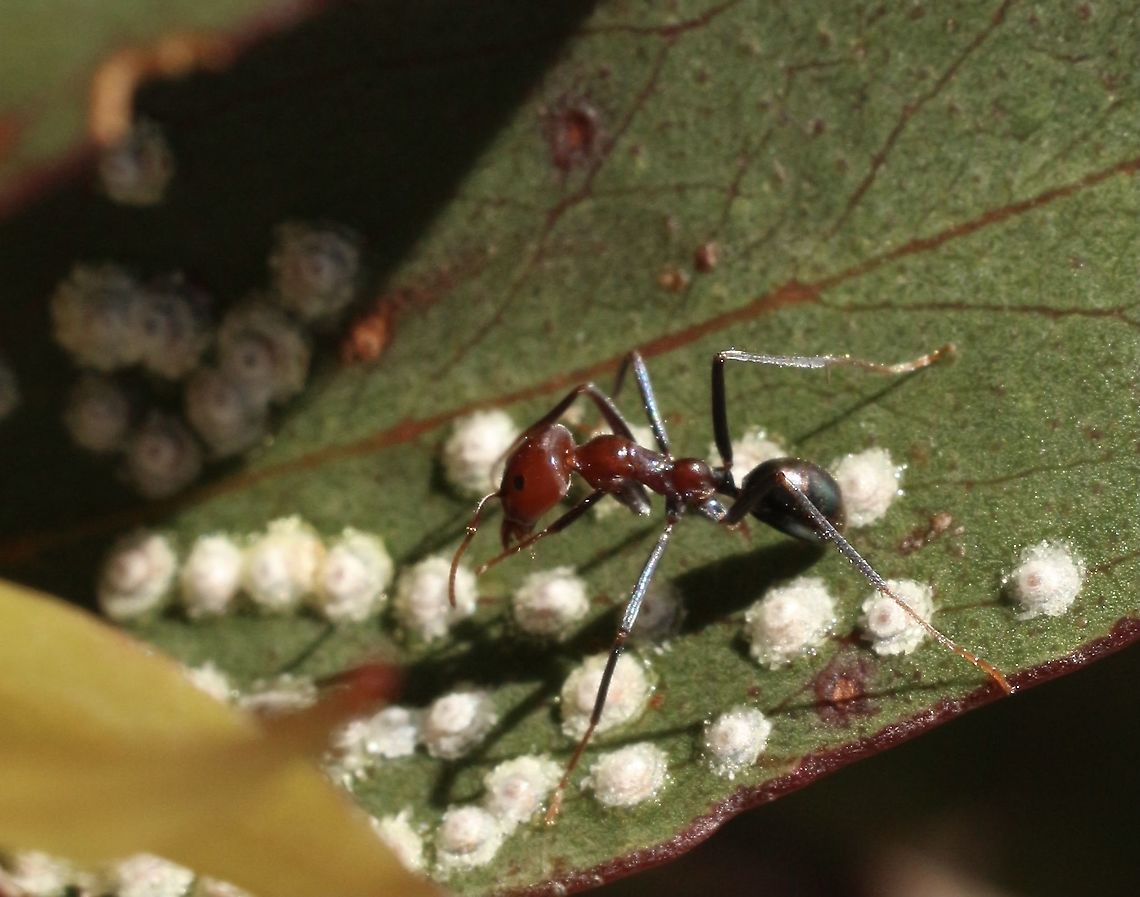 Meat ant ( Iridomyrmex purpureus)tending to white lerbs insects  Australia,Eamw lerps,Geotagged,Iridomyrmex purpureus,Meat ant,Spring,eamw ants