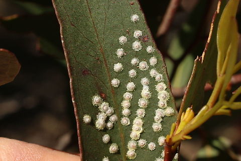 White lerp insects attached to a eucalyptus leaf The lerp insects hide under the white cap Australia,Eamw lerps,Geotagged,Spring