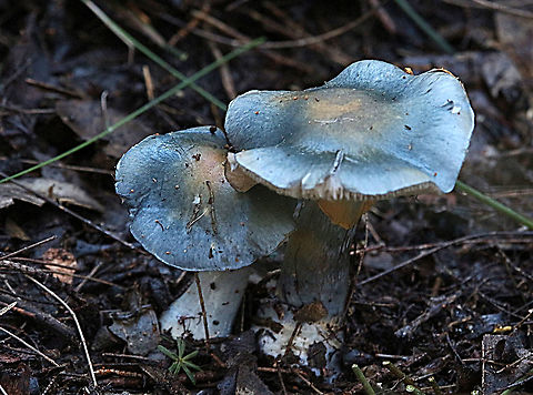 Steel blue rozites - Cortinarius metallicus  Australia,Cortinarius,Cortinarius metallicus,Eamw fungi,Ew Cortinarius,Geotagged,Steel blue rozites