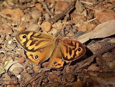 Common brown- Heteronympha merope The male of the species is generally a little bit smaller then the female. Australia,Eamw butterflies,Geotagged,Heteronympha merope,Spring
