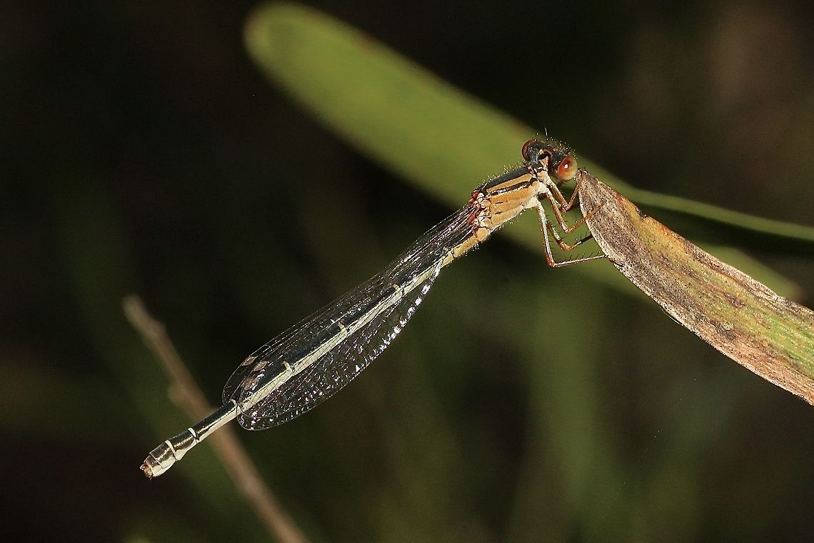 Red and blue damselfly- Xanthagrion erythroneum A very common species with a distribution across Australia ,also Fiji, New Caledonia and other island in the pacific region . This specimen is a female.  Australia,Eamw dragonflies,Geotagged,Red and blue damsel,Spring,Spring Mount conservation park SA,Xanthagrion erythroneurum