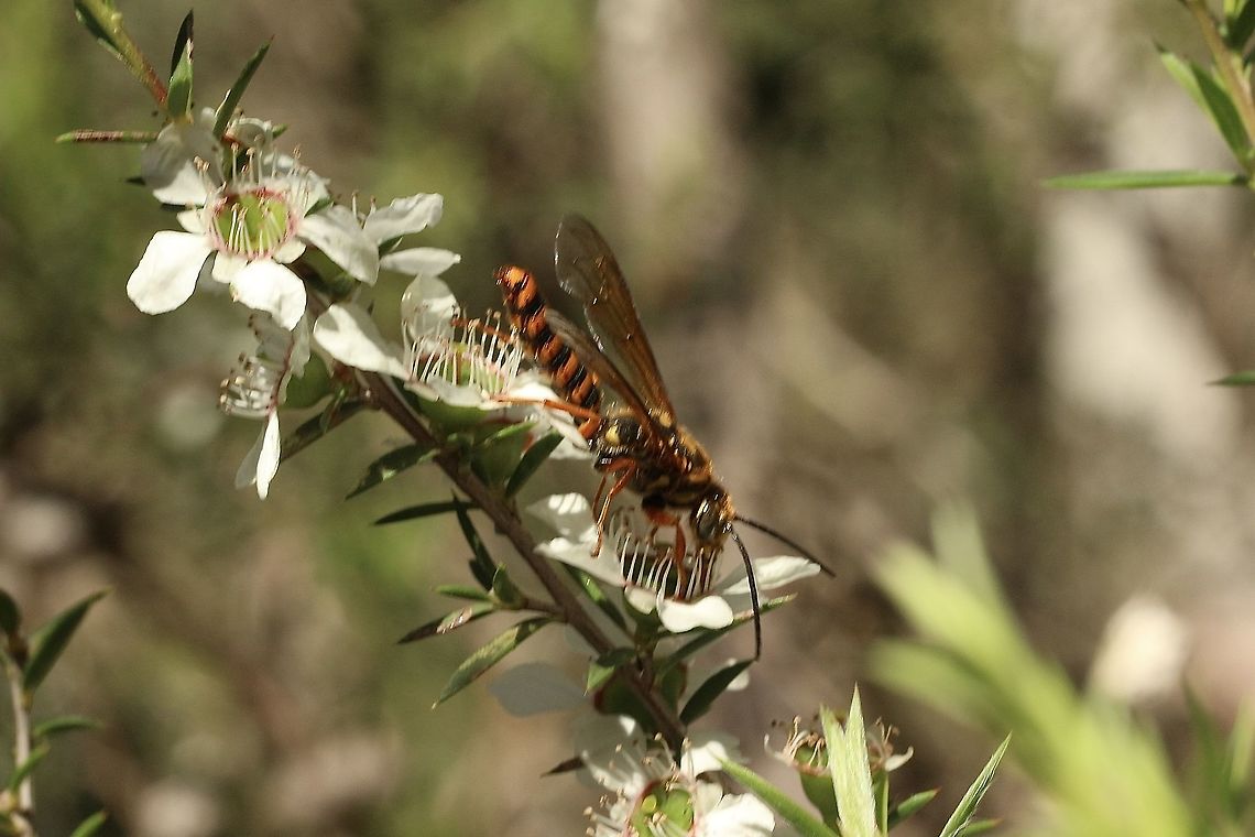 Flower wasp- Family Thynnidae Sorry about three plurry images. Australia,Eamw wasps,Geotagged,Spring