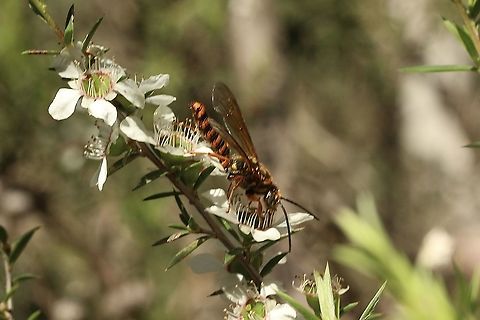 Flower wasp- Family Thynnidae Sorry about three plurry images. Australia,Eamw wasps,Geotagged,Spring
