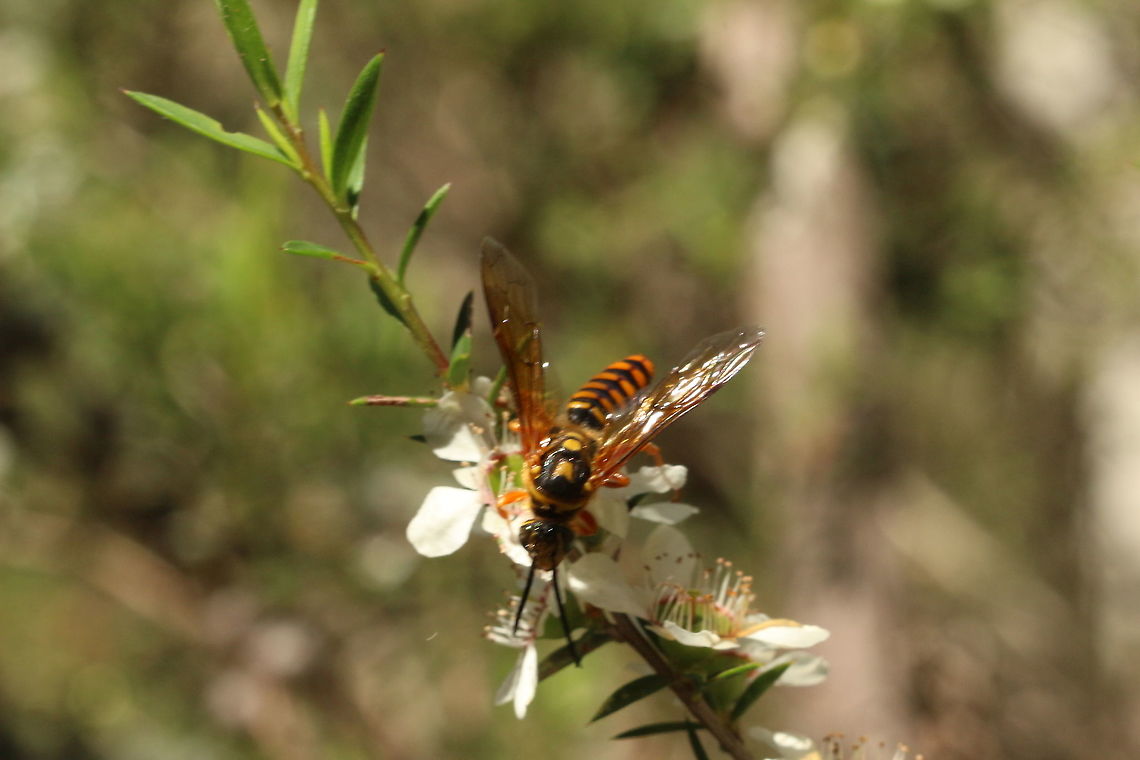 Flower wasp - Family Thynnidae  Australia,Eamw wasps,Geotagged,Spring