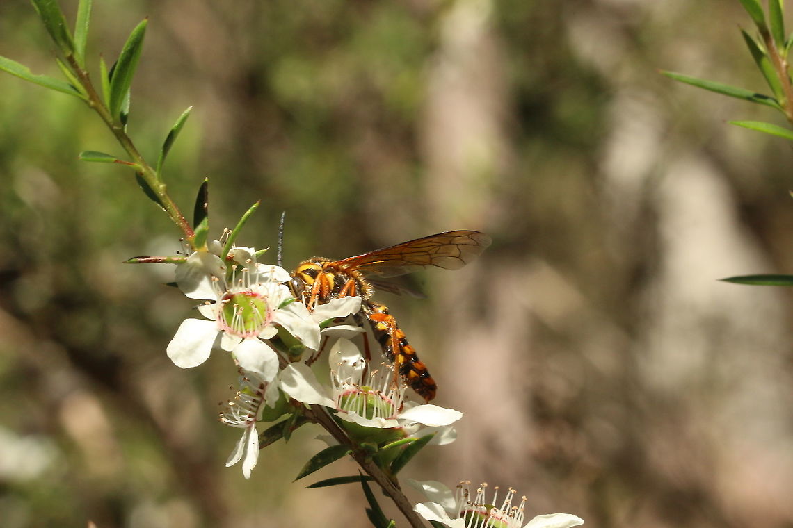 Flower wasp- Family Thynnidae Feeding on tea tree flowers Australia,Eamw wasps,Geotagged,Spring