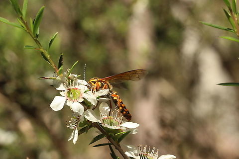 Flower wasp- Family Thynnidae Feeding on tea tree flowers Australia,Eamw wasps,Geotagged,Spring