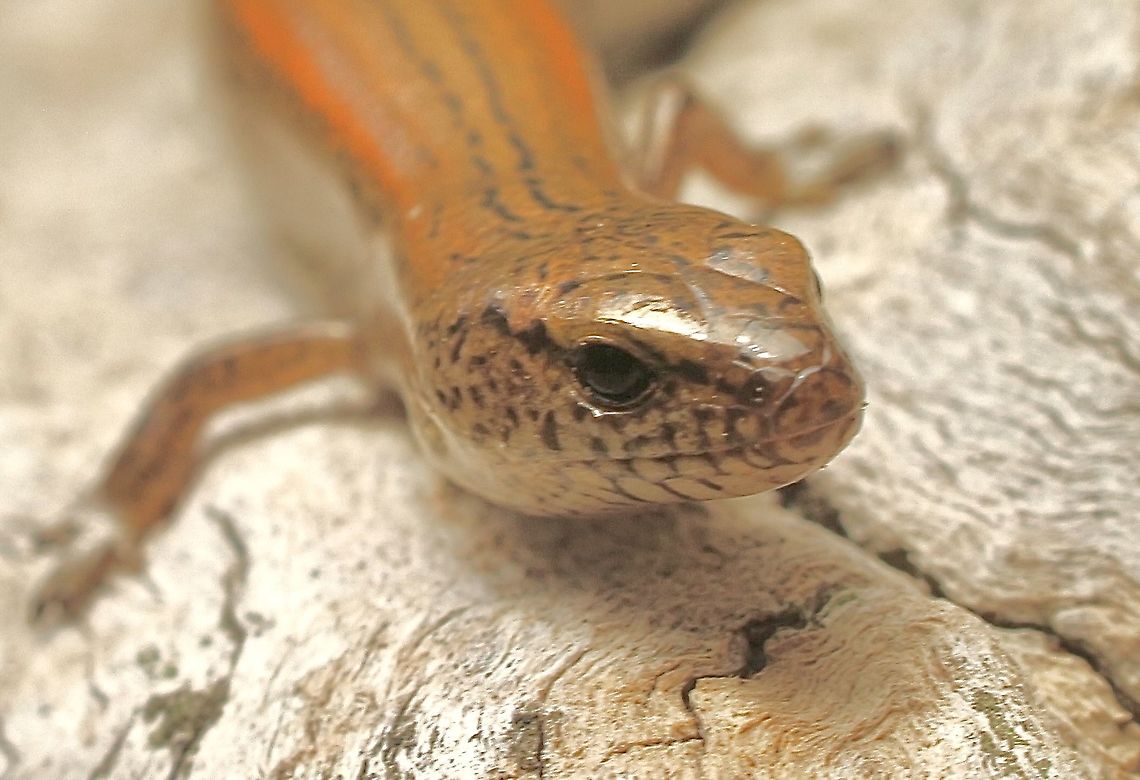 Four-toed earless skink - Hemiergis peronii  Australia,Eamw skinks,Four-toed earless skink,Geotagged,Hemiergis peronii,Spring