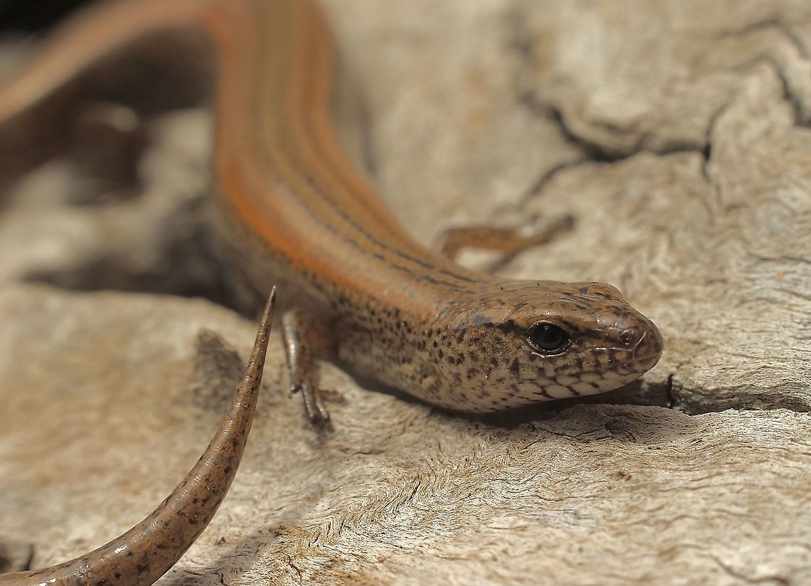 Four - toed earless skink  Australia,Eamw skinks,Four-toed earless skink,Geotagged,Hemiergis peronii,Spring