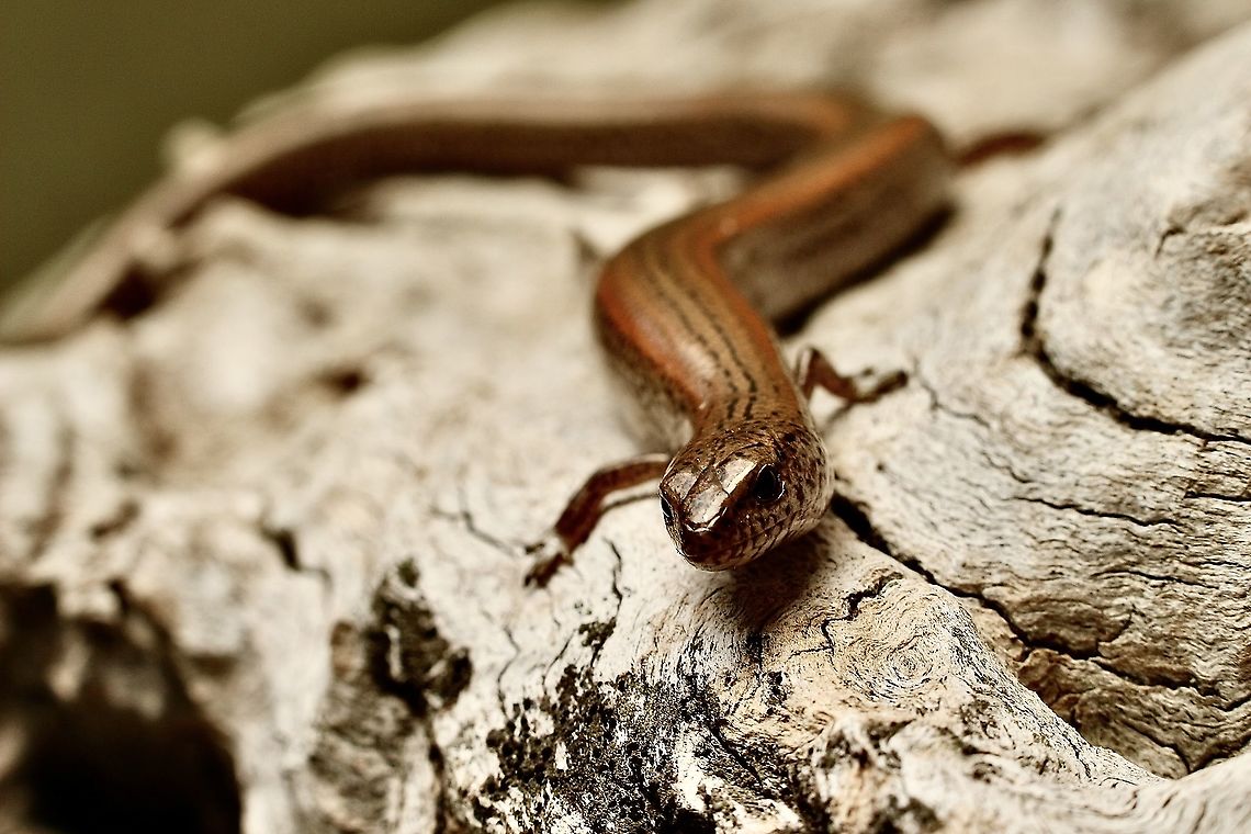 Four-toed earless skink - Hemiergis peronii Found it in our garden , only about 15 Cm long. Australia,Eamw skinks,Four-toed earless skink,Geotagged,Hemiergis peronii,Spring