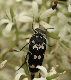 Pin-tailed or tumbling beetle - Mordella dumbrelli Found several beetles feeding on flowers ( not yet identified) Almost impossible to get a photo as the constantly move.  When taken away from the flowers they seem to play dead . Australia,Eamw beetles,Geotagged,Mordella dumbrelli,Spring
