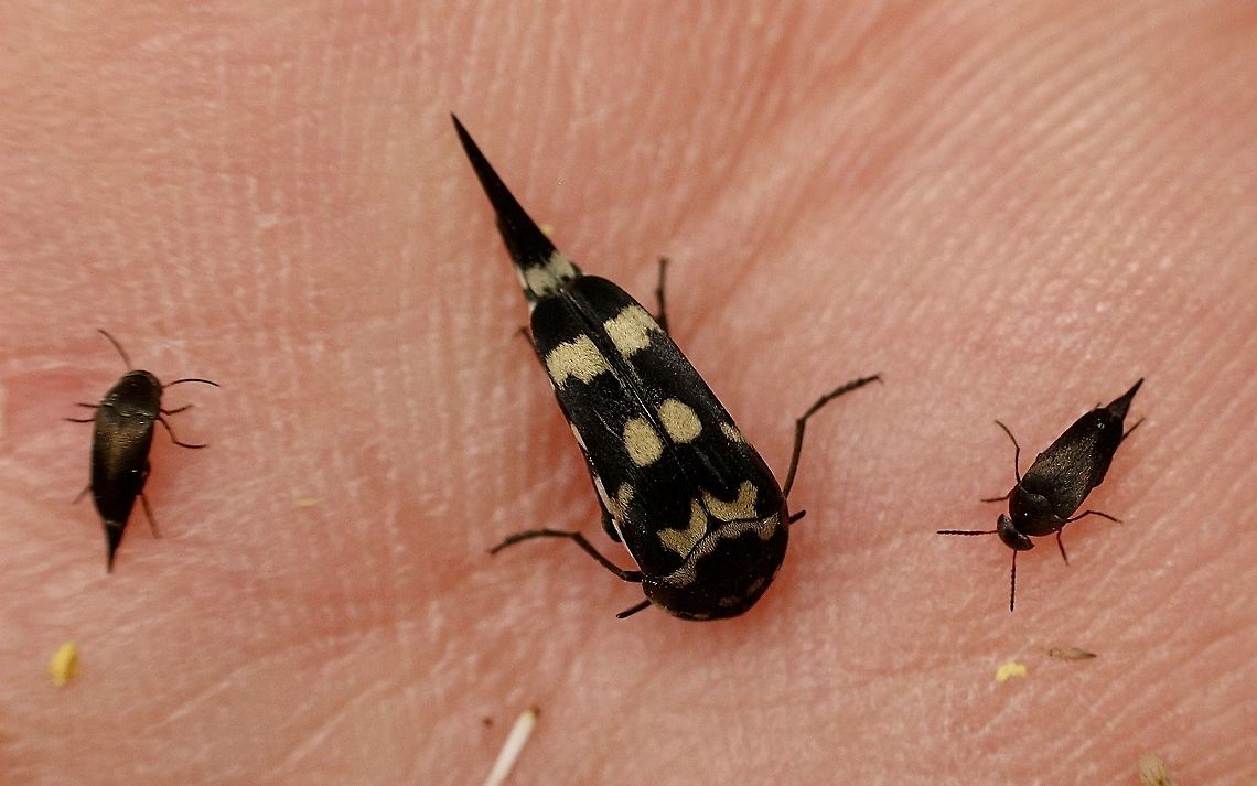 Pin-tailed or tumbling beetle - Mordella dumbrelli I dont know what to make of rhe two little ones,maybe a different species? Australia,Eamw beetles,Geotagged,Mordella dumbrelli,Spring