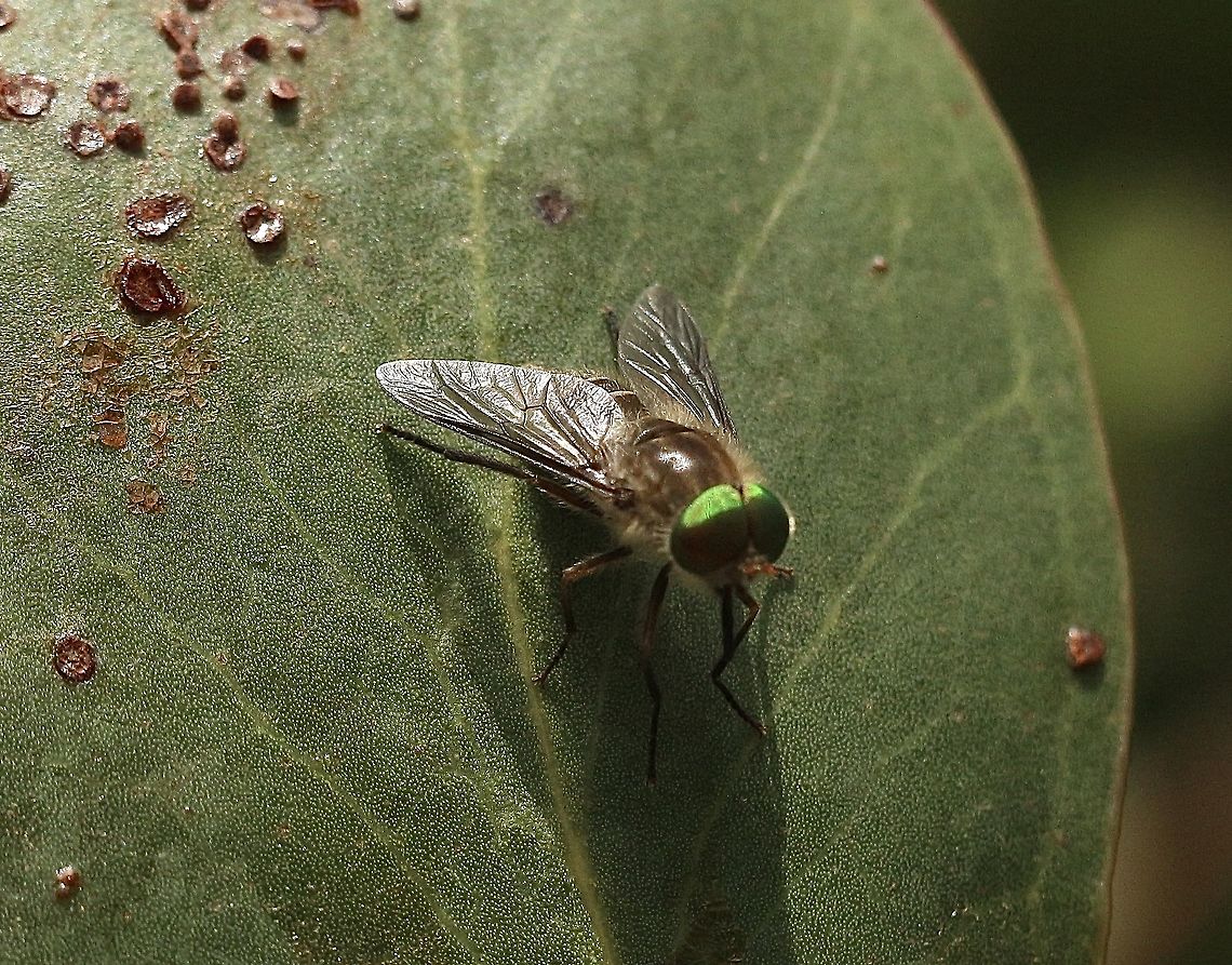 Common March Fly - Tabanus australicus  Australia,Eamw flies,Geotagged,Spring,Tabanus australicus