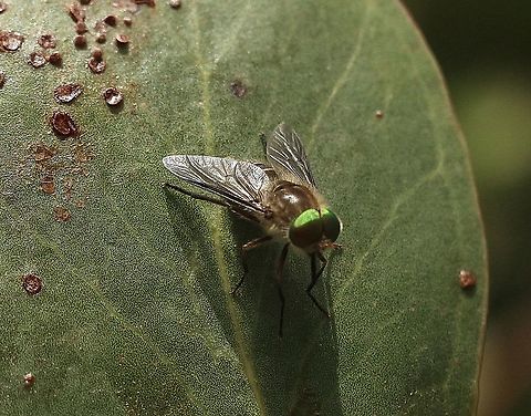 Common March Fly - Tabanus australicus  Australia,Eamw flies,Geotagged,Spring,Tabanus australicus
