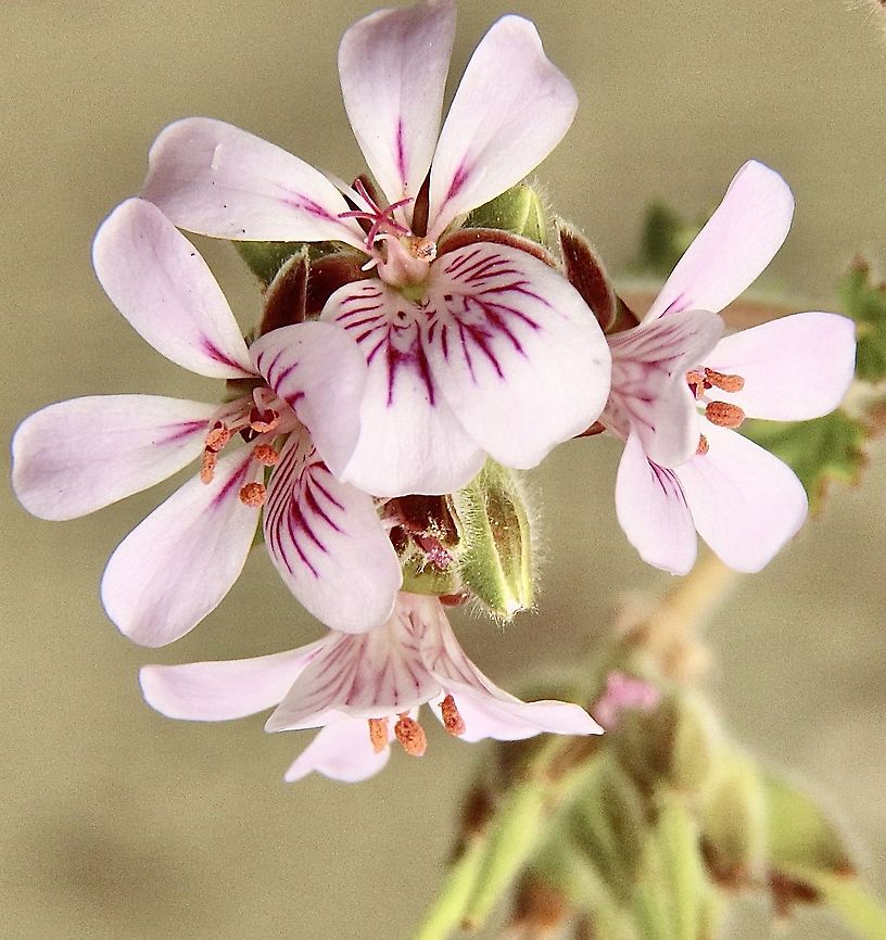 Native storksbill - Pelargonium australe  Australia,Eamw flora,Geotagged,Native storksbill,Pelargonium australe,Summer