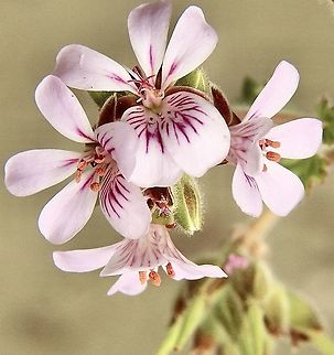 Native storksbill - Pelargonium australe  Australia,Eamw flora,Geotagged,Native storksbill,Pelargonium australe,Summer