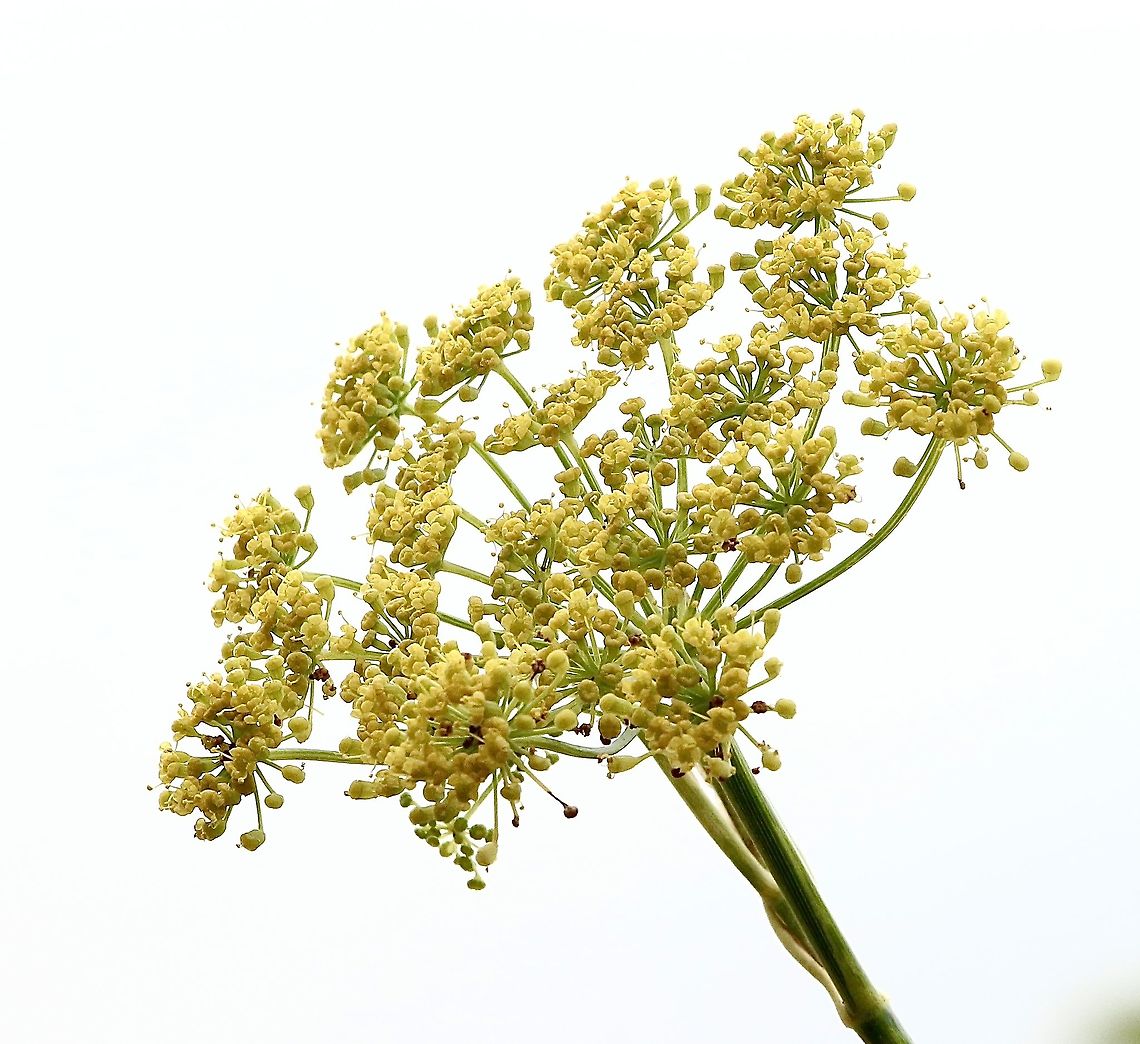 Dill - Anethum graveolens Flower head of dill growing on a coastal embankment. Anethum graveolens,Australia,Dill,Eamw flora,Geotagged,Summer