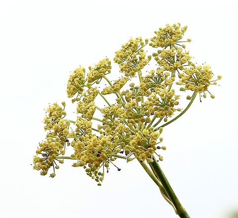 Dill - Anethum graveolens Flower head of dill growing on a coastal embankment. Anethum graveolens,Australia,Dill,Eamw flora,Geotagged,Summer