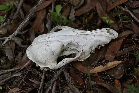 Western grey kangaroo - Macropus fuliginosus  Australia,Eamw macropods,Geotagged,Macropus fuliginosus,Western grey kangaroo,Winter