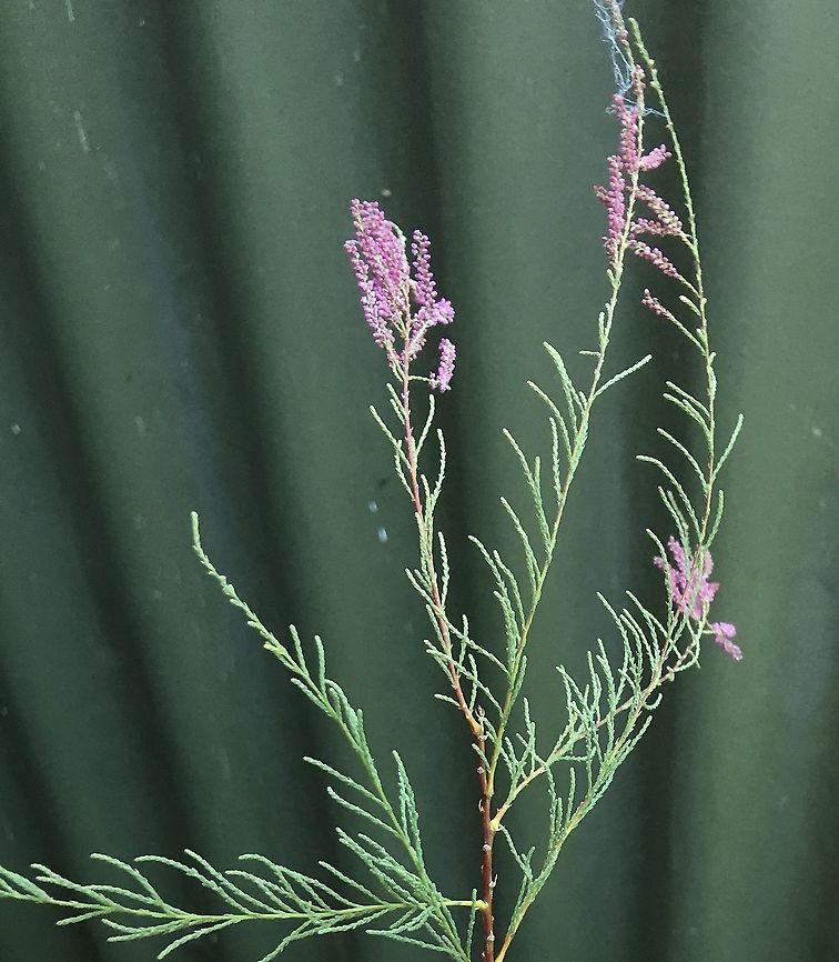 Saltcedar, Victor Harbor, Australia  Australia,Eamw flora,Geotagged,Summer,Tamarin ramosissima,Tamarix ramosissima
