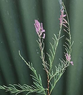 Saltcedar, Victor Harbor, Australia  Australia,Eamw flora,Geotagged,Summer,Tamarin ramosissima,Tamarix ramosissima