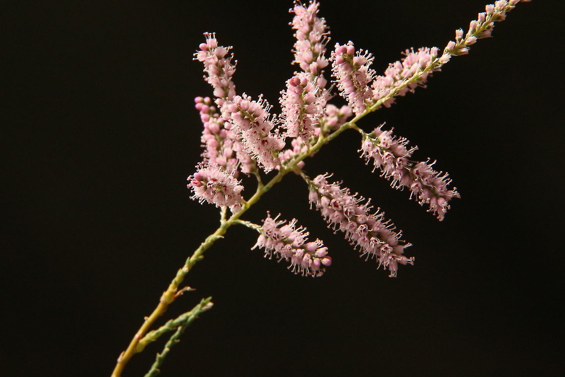 Salt cedar - Tamarix ramosissima Introduced to Australia as a ornamental scrub for low rainfall areas. Australia,Eamw flora,Geotagged,Summer,Tamarin ramosissima,Tamarix ramosissima