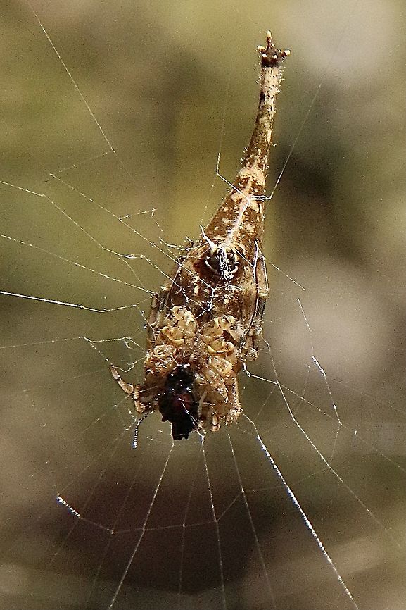 Scorpion Tailed Spider-Arachnura higginsi Underside of spider Arachnura higginsi,Australia,Eamw spiders,Eamw spiders Orbweavers,Geotagged,Summer