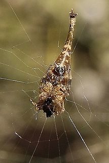 Scorpion Tailed Spider-Arachnura higginsi Underside of spider Arachnura higginsi,Australia,Eamw spiders,Eamw spiders Orbweavers,Geotagged,Summer