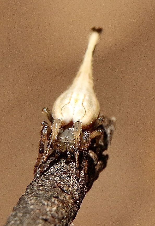 Scorpion Tailed Spider - Arachnura higginsi Found in a communal web with at lest 15 more individuals . Arachnura higginsi,Australia,Eamw spiders,Eamw spiders Orbweavers,Geotagged,Summer