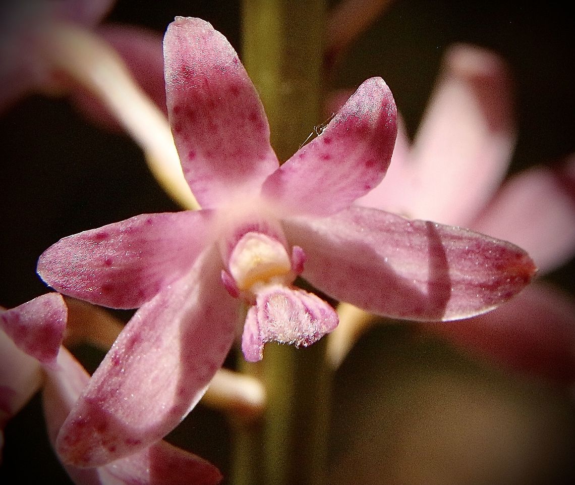 Rosy hyacinth orchid  - Dipodium roseum Closeup of flower. I found only three plants and it looked like being a bit late in the season for this species of orchid to flower . Dipodium roseum,Eamw flora,Eamw orchids,Geotagged,Orchids January,Rosy hyacinth orchid,Spring Mount Conservation Park South,Summer