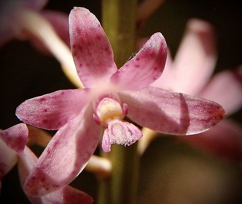 Rosy hyacinth orchid  - Dipodium roseum Closeup of flower. I found only three plants and it looked like being a bit late in the season for this species of orchid to flower . Dipodium roseum,Eamw flora,Eamw orchids,Geotagged,Orchids January,Rosy hyacinth orchid,Spring Mount Conservation Park South,Summer
