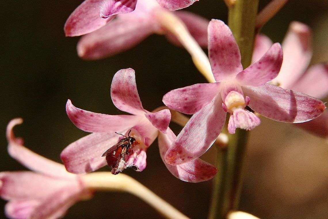 Rosy hyacinth orchid - Dipodium roseum A unidentified small native bee visited the orchid briefly but I was obviously a deterrent. Australia,Dipodium roseum,Eamw bees,Geotagged,Rosy hyacinth orchid,Summer