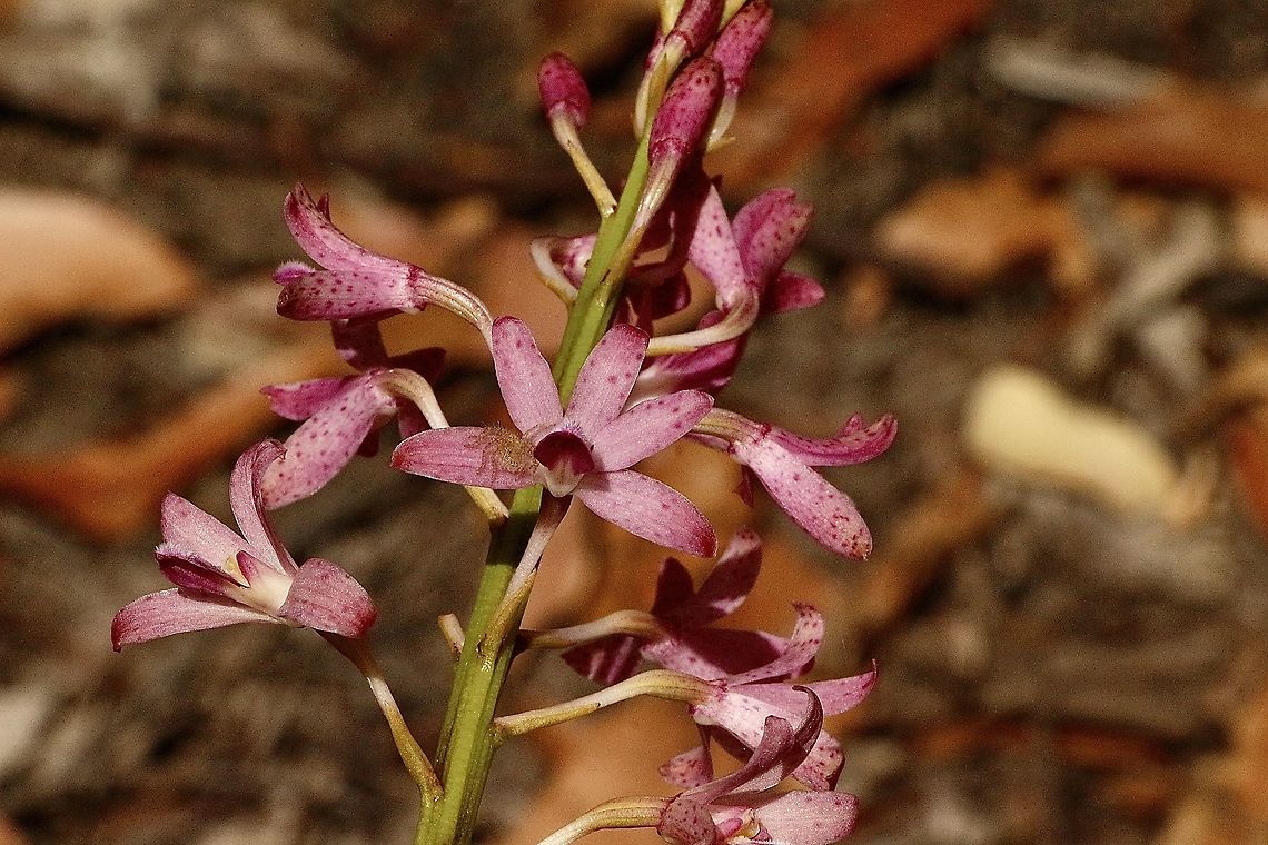Rosy hyacinth-orchid - Dipodium roseum  Australia,Dipodium roseum,Eamw flora,Eamw orchids,Geotagged,Orchids January,Rosy hyacinth orchid,Summer
